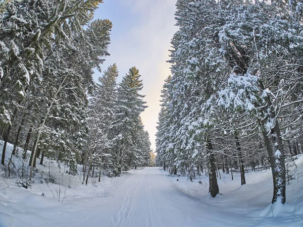 Bosque Coníferas Invierno — Foto de Stock