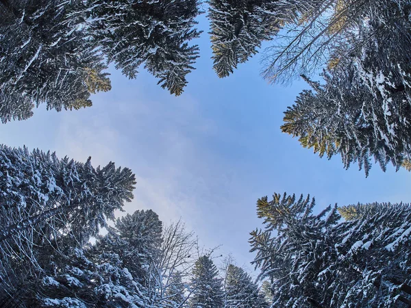 Floresta Baixo Para Cima Inverno — Fotografia de Stock