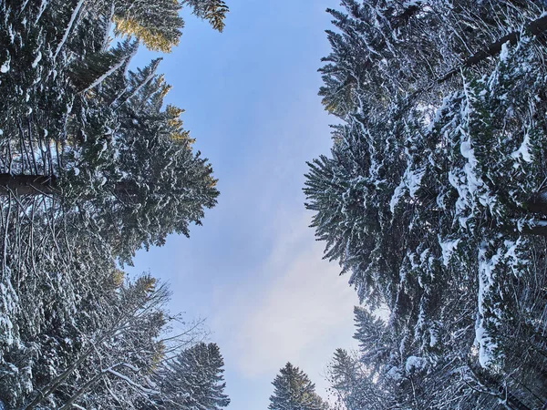 森林从底部向上在冬天 — 图库照片
