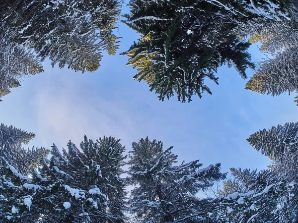 Floresta Baixo Para Cima Inverno — Fotografia de Stock
