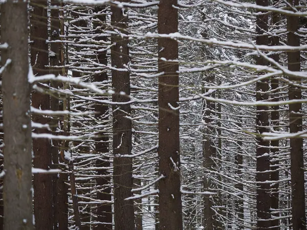 Bosque Coníferas Invierno — Foto de Stock