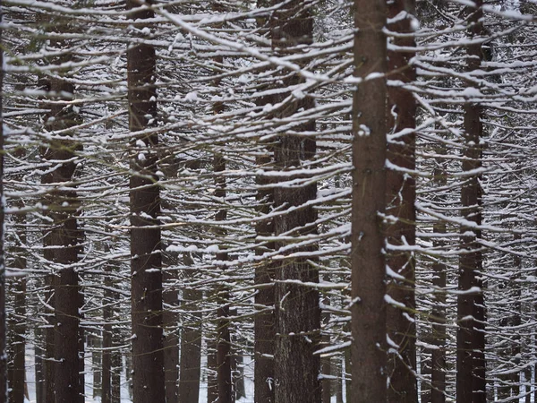 Bosque Coníferas Invierno — Foto de Stock