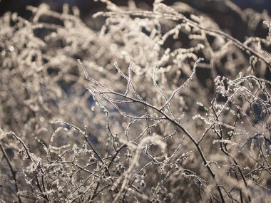 dal içinde belgili tanımlık kar. Kış
