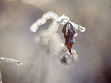 dal içinde belgili tanımlık kar. Kış