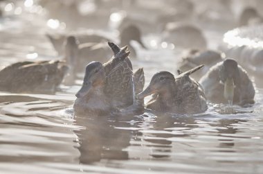 Kışın nehirde ördekler