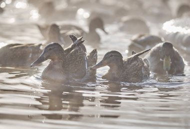 Kışın nehirde ördekler