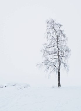 Kış aylarında göl kıyısında ağaç