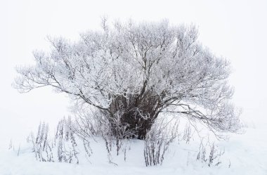 Kış aylarında göl kıyısında ağaç