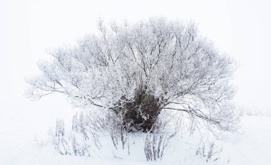 Kış aylarında göl kıyısında ağaç