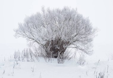 Kış aylarında göl kıyısında ağaç