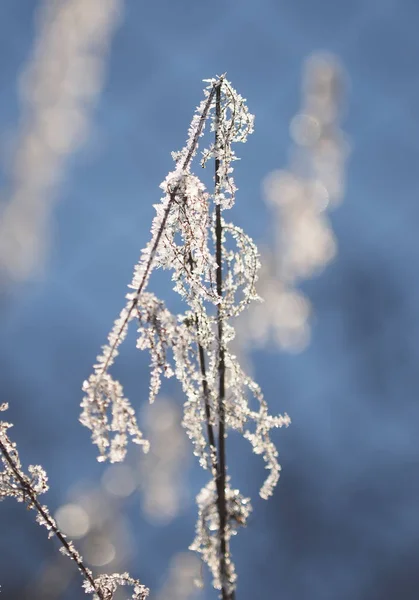Zweige Schnee Winter — Stockfoto