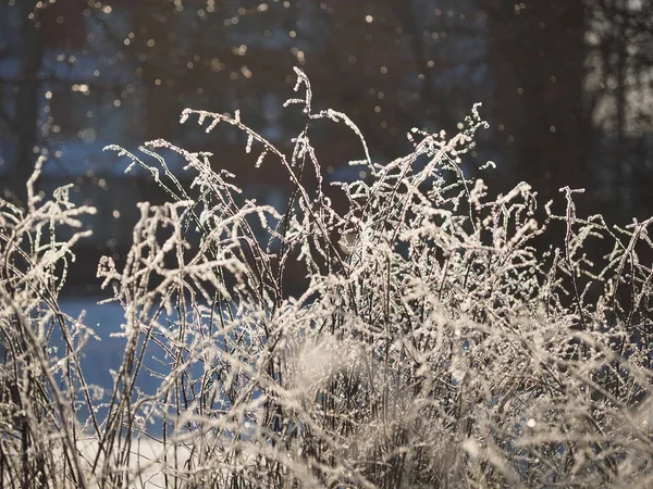 Větvičky Sněhu Zimní — Stock fotografie