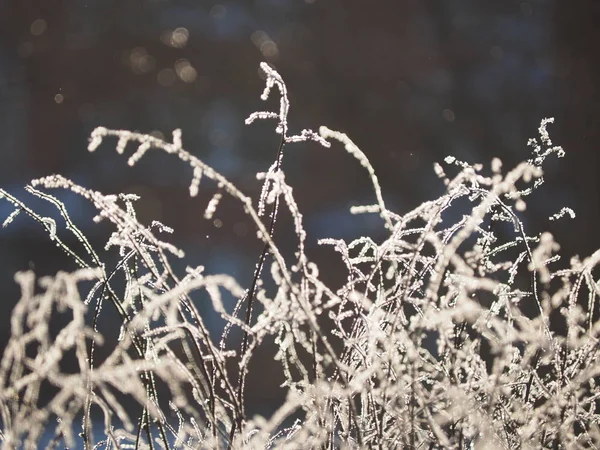 Ветки Снегу Зима — стоковое фото