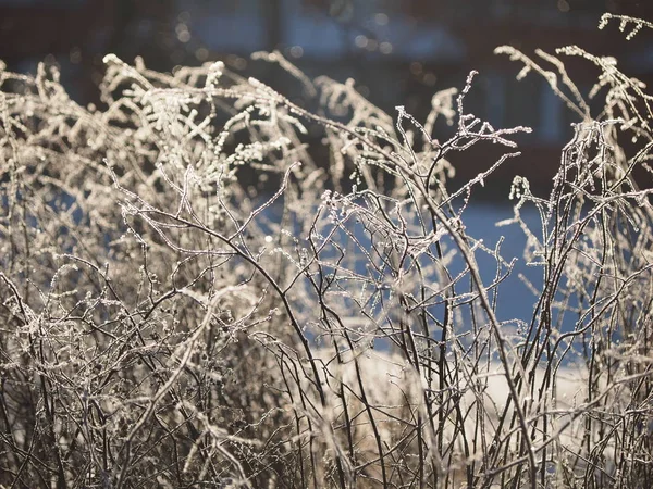 Zweige Schnee Winter — Stockfoto