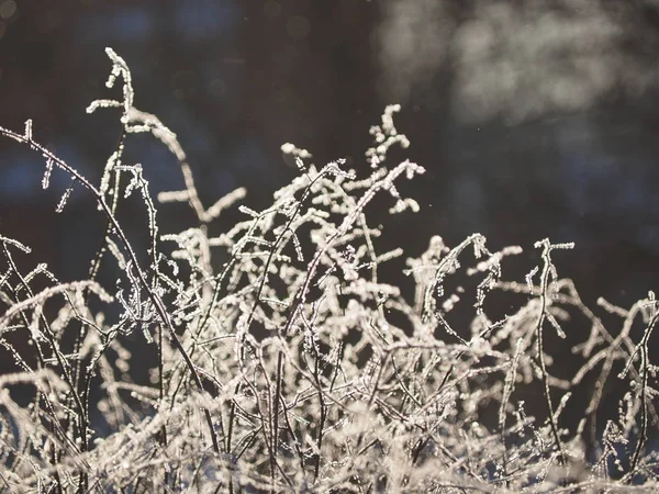 Galhos Neve Inverno — Fotografia de Stock