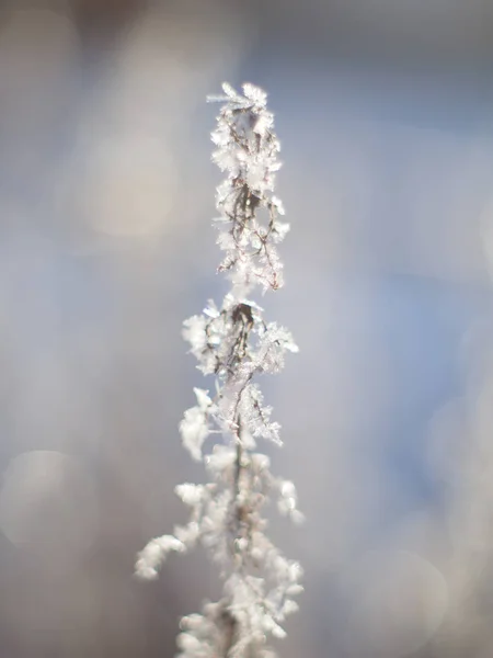 Galhos Neve Inverno — Fotografia de Stock