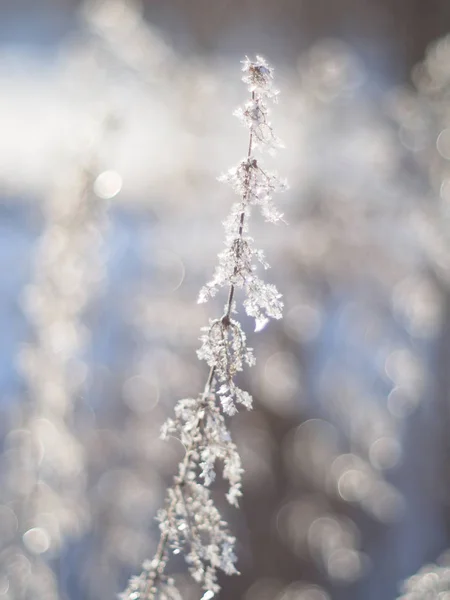 Ramitas Nieve Invierno —  Fotos de Stock