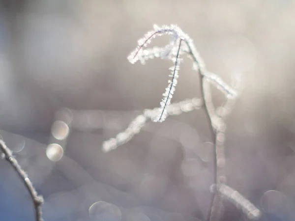 Galhos Neve Inverno — Fotografia de Stock