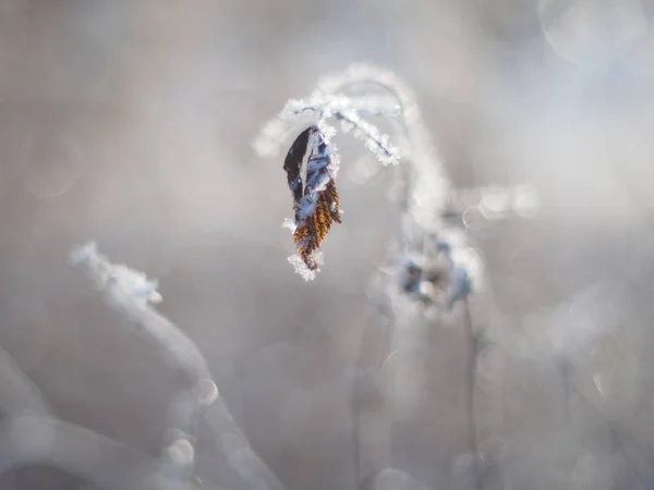 Ramitas Nieve Invierno — Foto de Stock