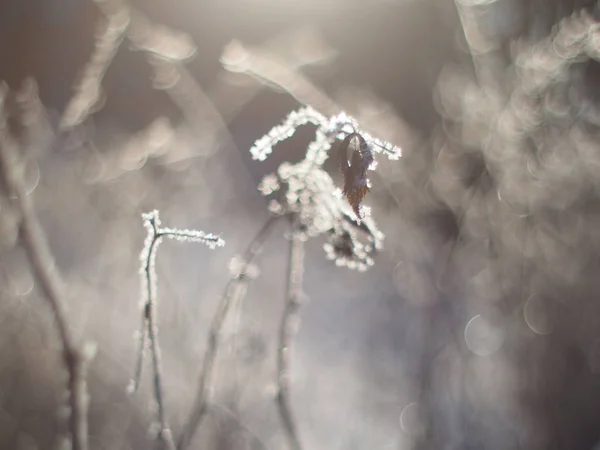 Ramoscelli Nella Neve Inverno — Foto Stock