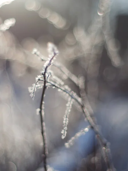 树枝在雪地里 — 图库照片