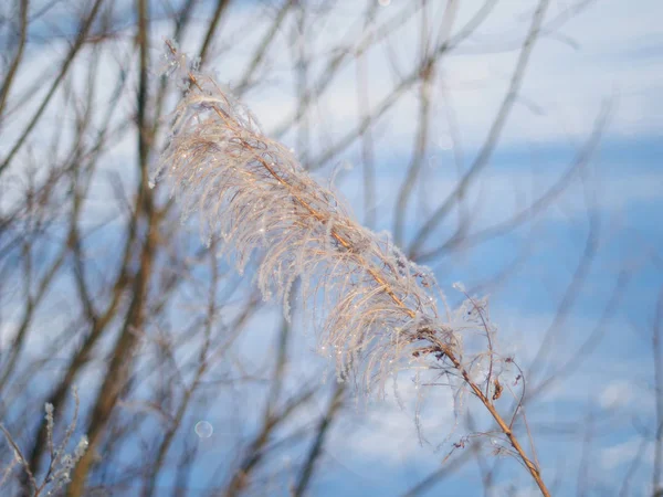 Twigs Snow Winter — Stock Photo, Image