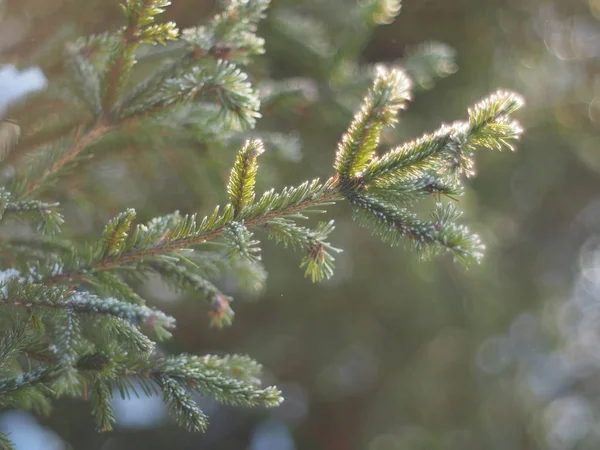 Piffa Kvistar Snön Vinter — Stockfoto