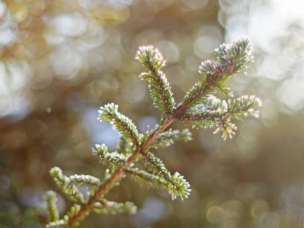 Ramos Abeto Neve Inverno — Fotografia de Stock