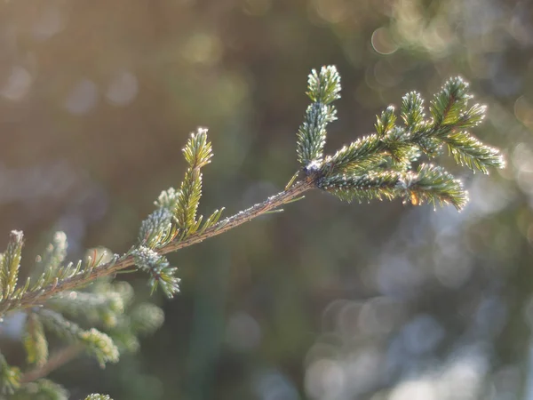 Piffa Kvistar Snön Vinter — Stockfoto