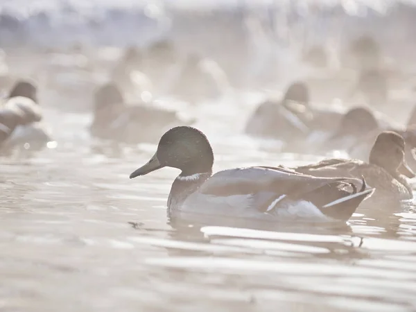 Anatre Sul Fiume Inverno — Foto Stock