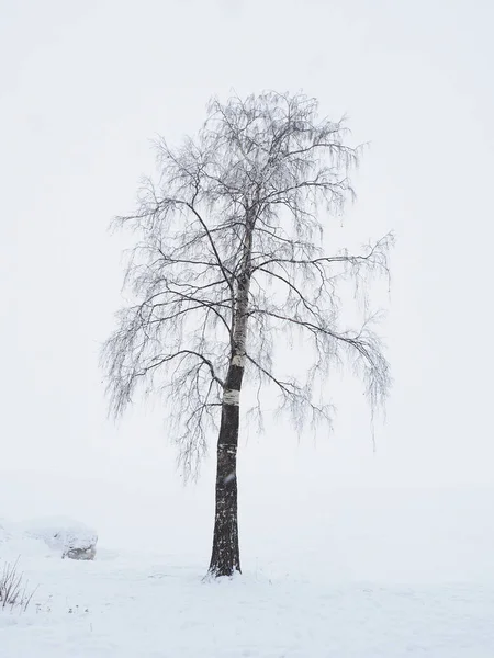 Árvore Margem Lago Inverno — Fotografia de Stock