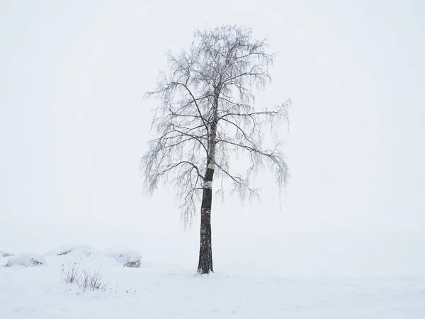 Árvore Margem Lago Inverno — Fotografia de Stock