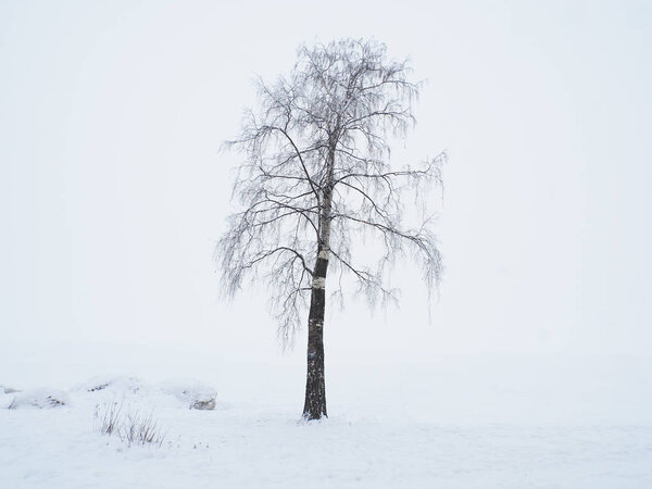 Tree on the lake shore in winter