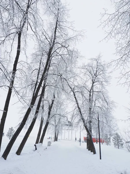 Beautiful Forest Winter — Stock Photo, Image