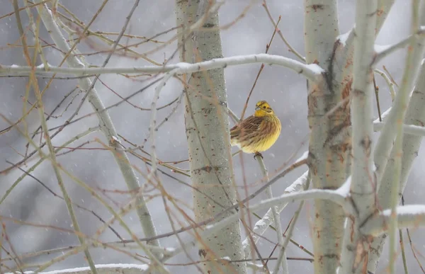 Een Vogel Van Groen Een Tak Winter — Stockfoto
