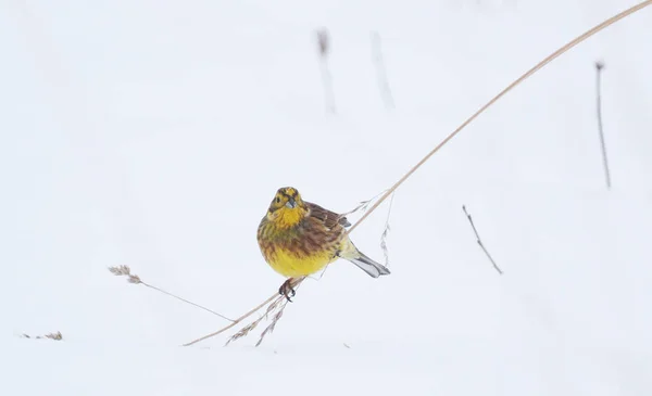Ptaszek Zielony Gałęzi Zimowe — Zdjęcie stockowe