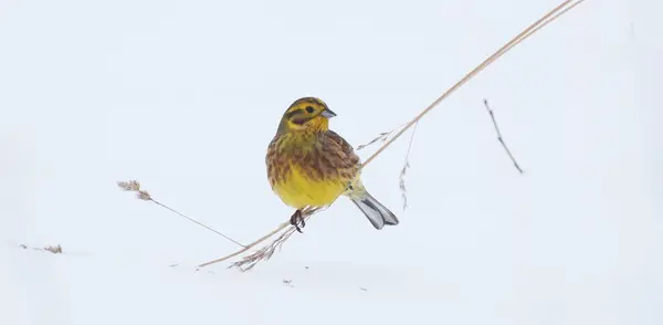Bird Green Branch Winter — Stock Photo, Image