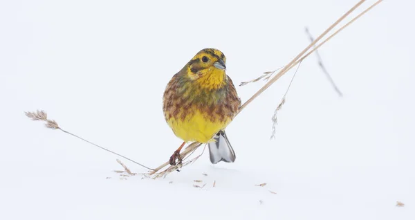 Bird Green Branch Winter — Stock Photo, Image