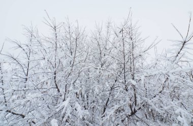 Kış aylarında göl kıyısında ağaç