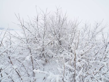 Kış aylarında göl kıyısında ağaç