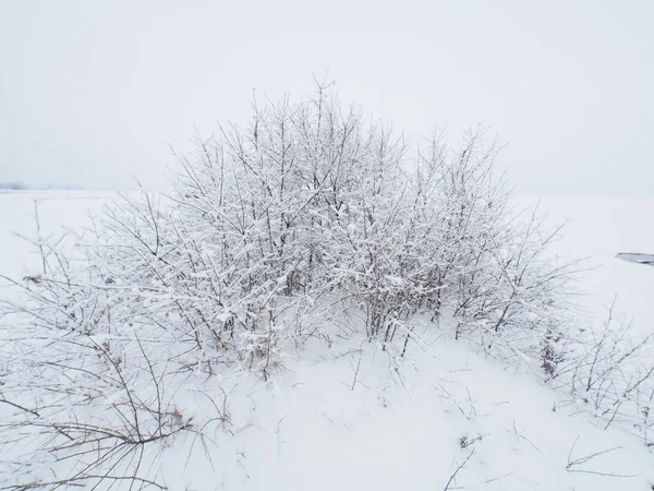 Árvore Margem Lago Inverno — Fotografia de Stock
