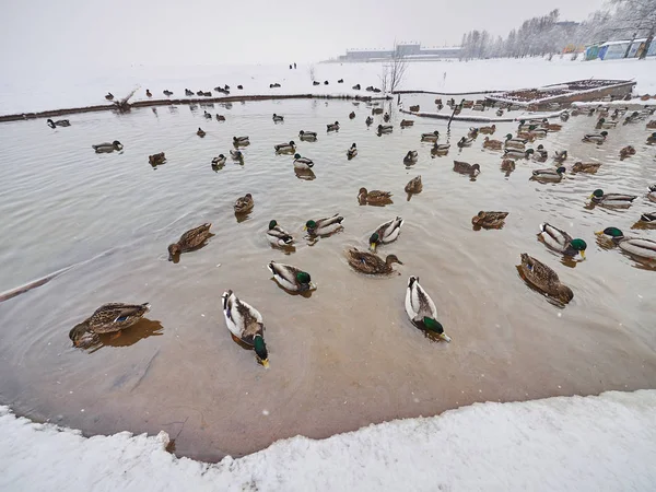 Enten Winter Auf Dem Fluss — Stockfoto