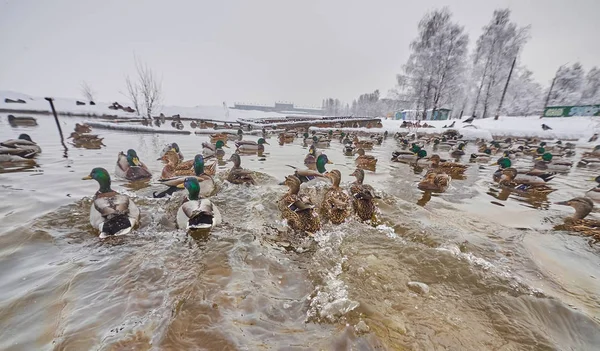 Enten Winter Auf Dem Fluss — Stockfoto