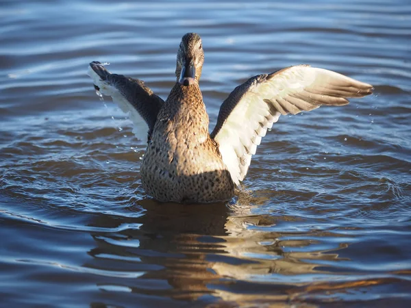 Duck River — Stock Photo, Image