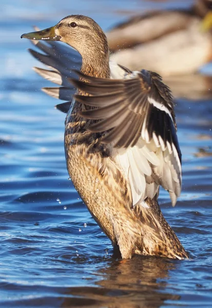 Pato Rio — Fotografia de Stock