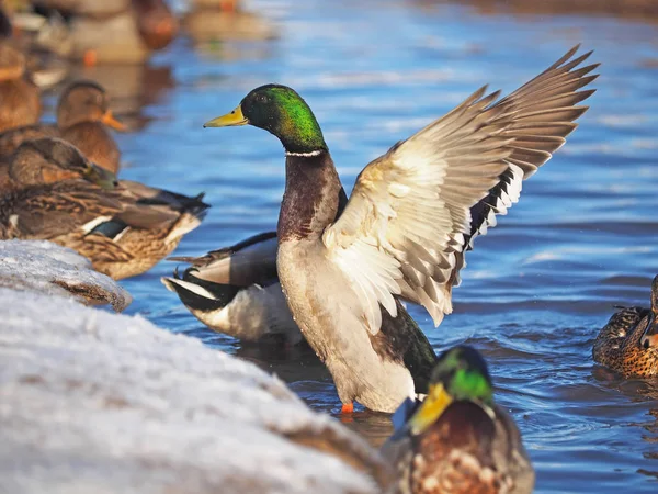 Anatra Sul Fiume — Foto Stock