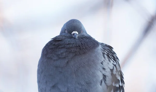 Portrait of a dove in the park — Stock Photo, Image