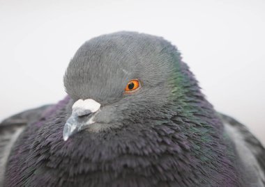 Parktaki güvercin portresi