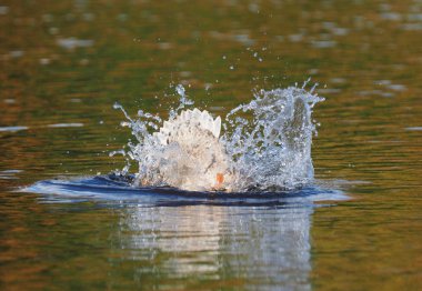 Yaban ördeği nehirde