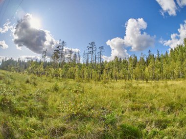 Ormandaki Noel ağaçları ve çam ağaçları. sonbahar